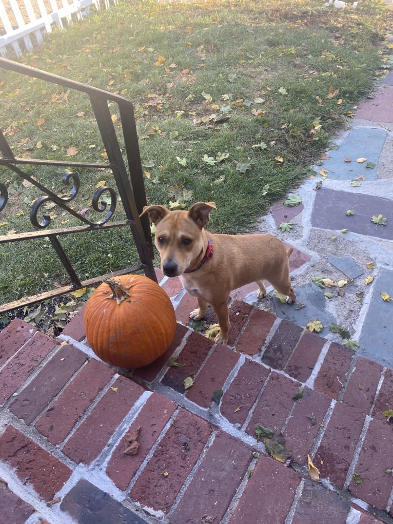 Poppy, an Australian Cattle Dog and American Pit Bull Terrier mix tested with EmbarkVet.com