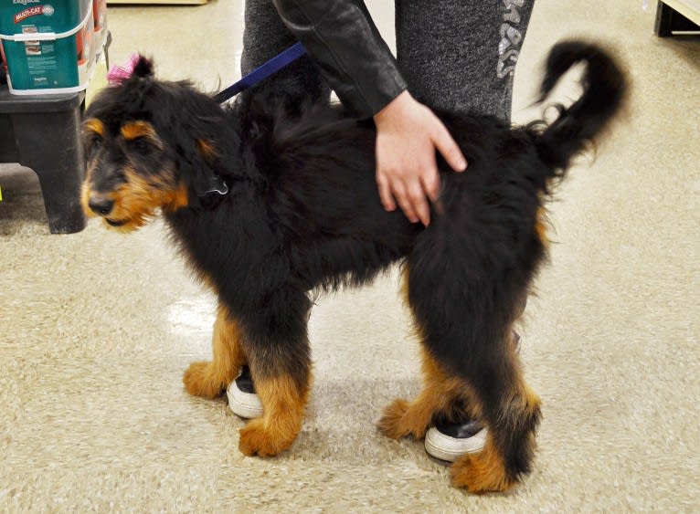 Hayley, an Aussiedoodle tested with EmbarkVet.com