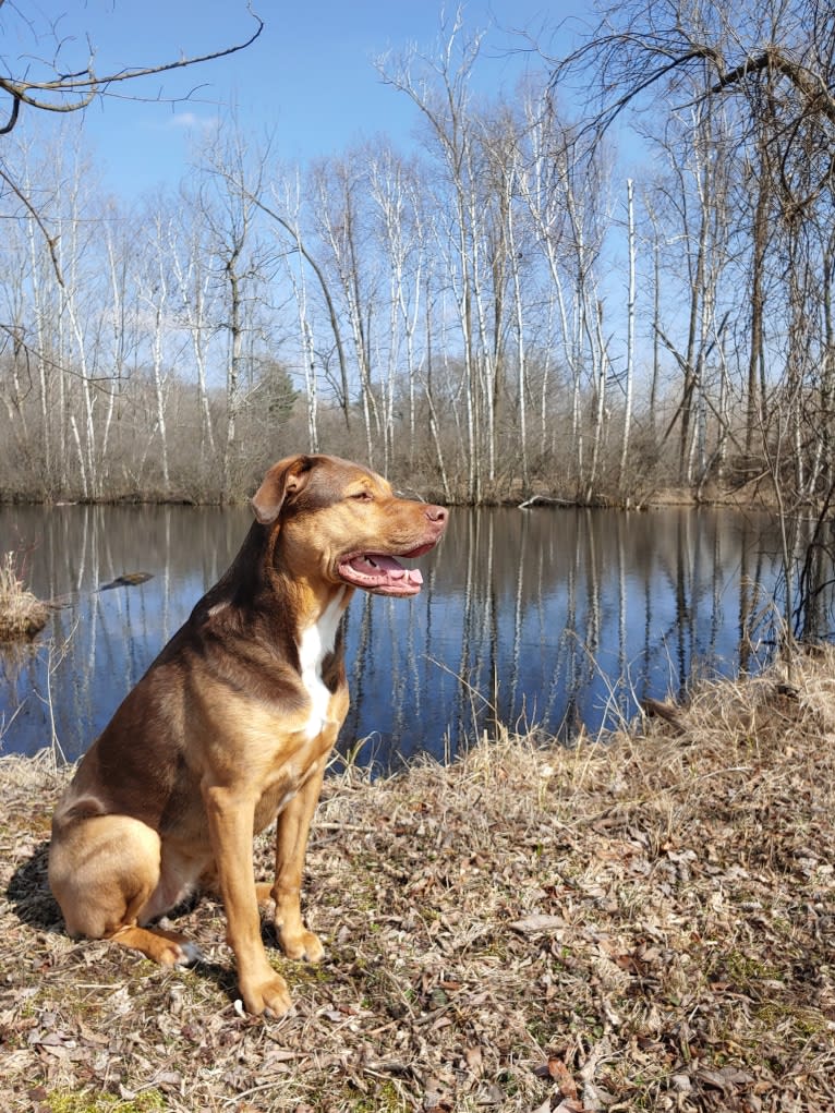 River, an American Pit Bull Terrier and German Shepherd Dog mix tested with EmbarkVet.com