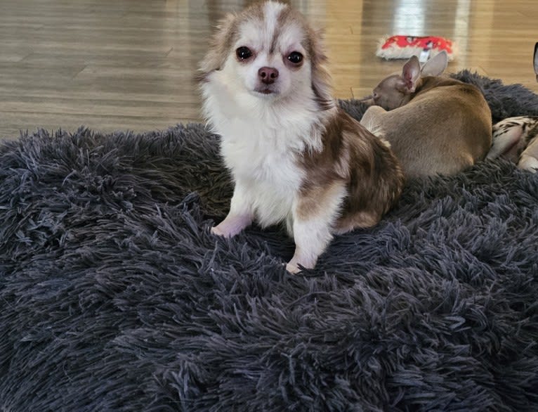 Malachi, a Chihuahua tested with EmbarkVet.com