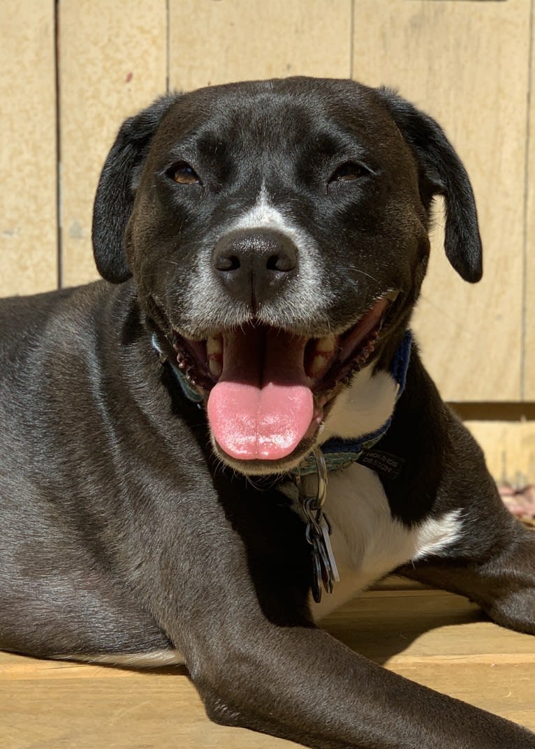 Wilson Xavier, a Boxer and Labrador Retriever mix tested with EmbarkVet.com