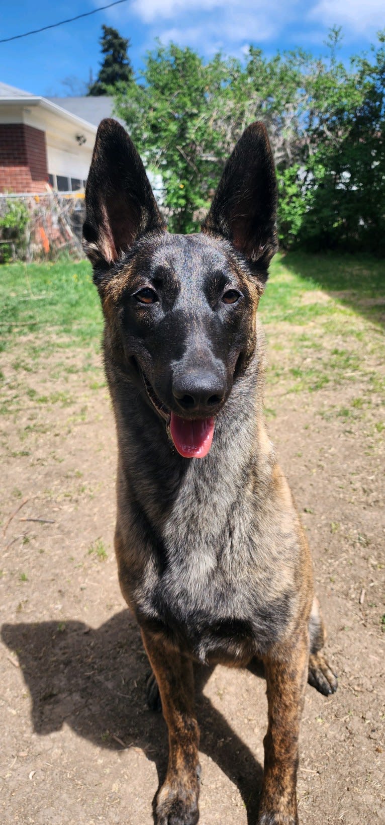 Ripley, a Dutch Shepherd tested with EmbarkVet.com