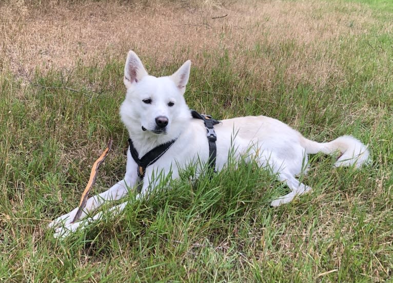 Calaf Storytelling, a Canaan Dog tested with EmbarkVet.com