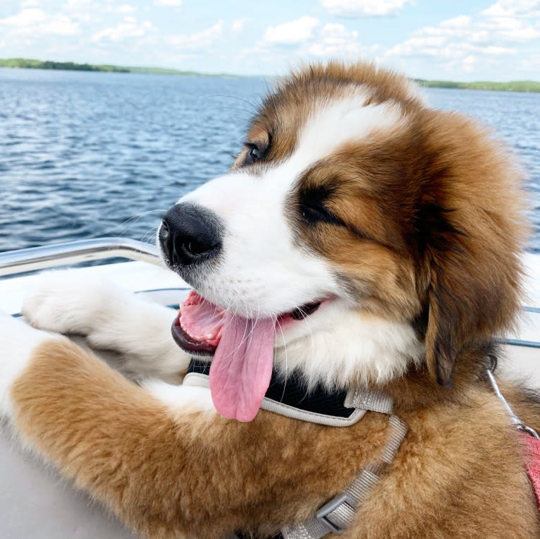 Gus, a Bernese Mountain Dog and Saint Bernard mix tested with EmbarkVet.com