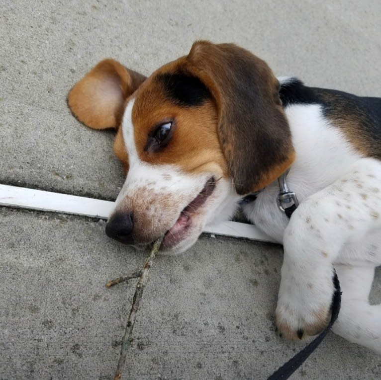 Jimmy, a Beagle tested with EmbarkVet.com
