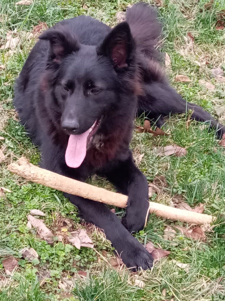 Dixie, a German Shepherd Dog and Australian Shepherd mix tested with EmbarkVet.com