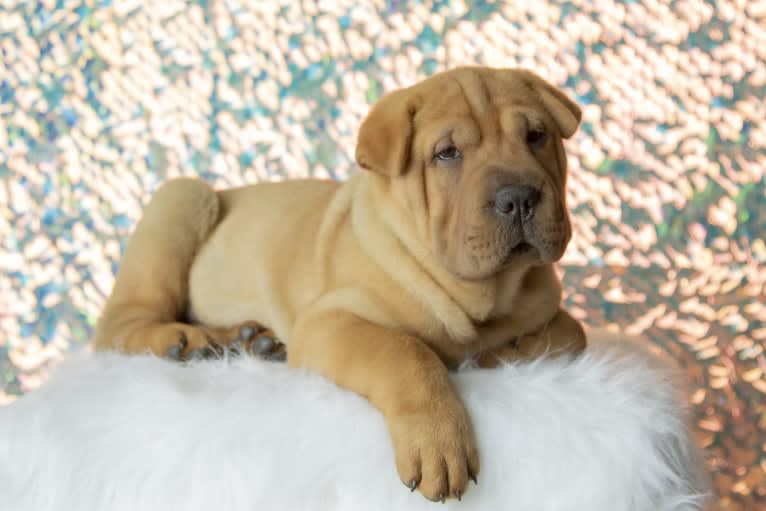 Biggie Small, a Chinese Shar-Pei tested with EmbarkVet.com