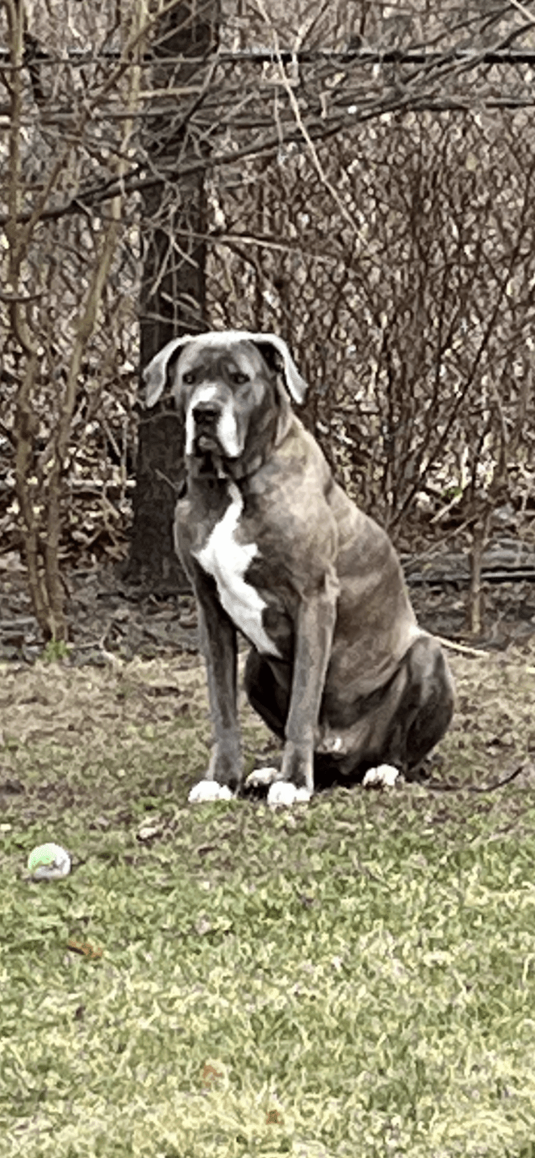 Brody, an American Bulldog and Neapolitan Mastiff mix tested with EmbarkVet.com