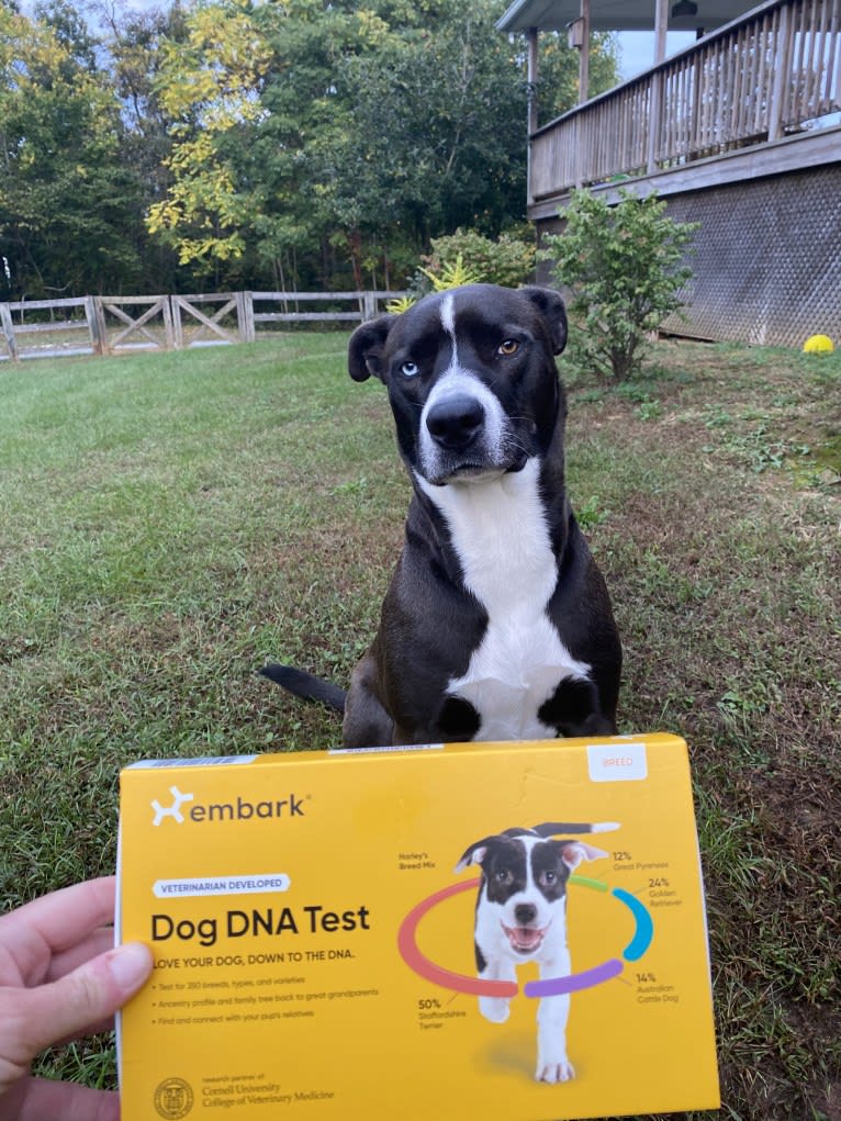 Bear, an American Pit Bull Terrier and Siberian Husky mix tested with EmbarkVet.com