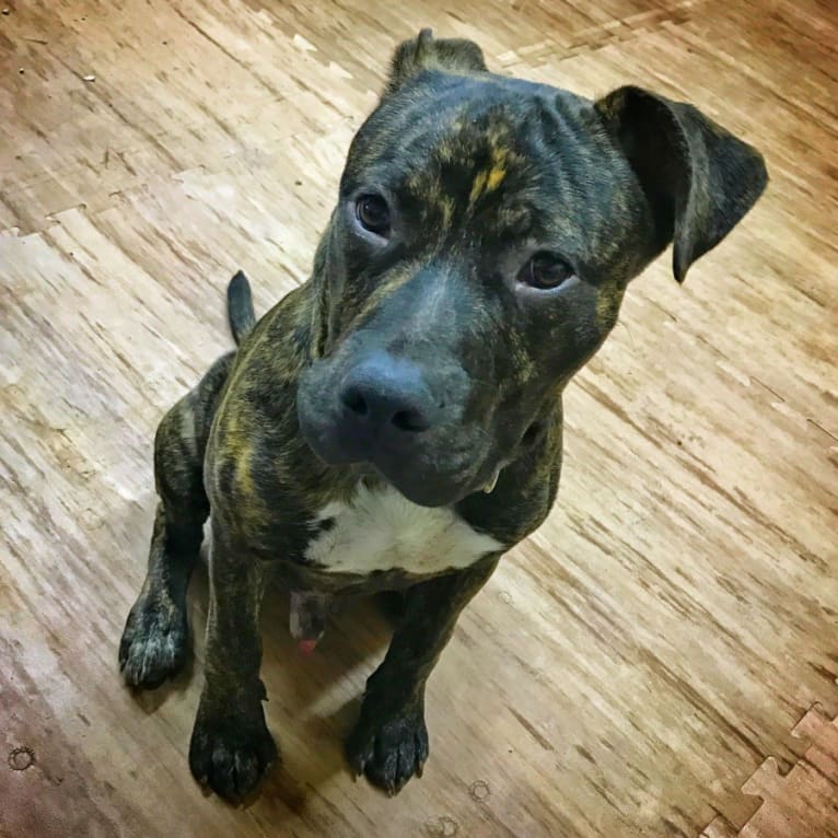 Kaiju, a Staffordshire Terrier and Bulldog mix tested with EmbarkVet.com