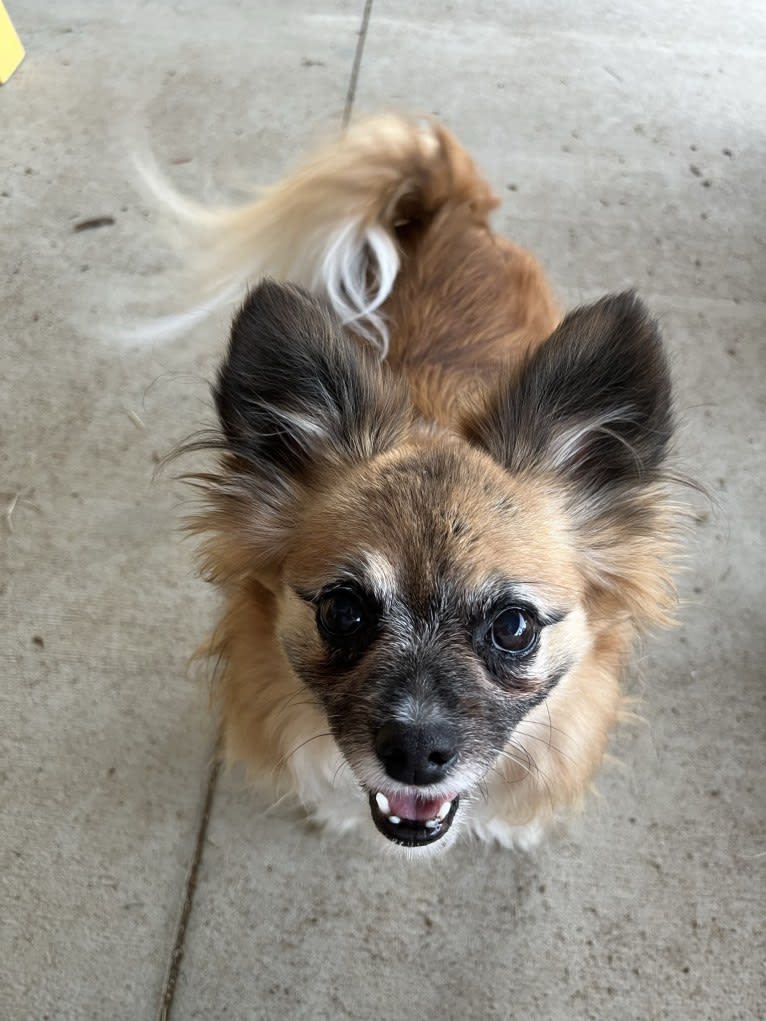 Taz, a Papillon tested with EmbarkVet.com