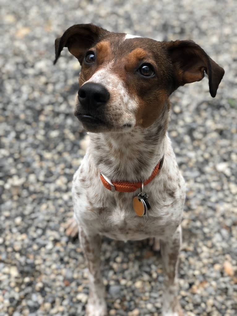 Lucy, an Australian Cattle Dog and Treeing Walker Coonhound mix tested with EmbarkVet.com