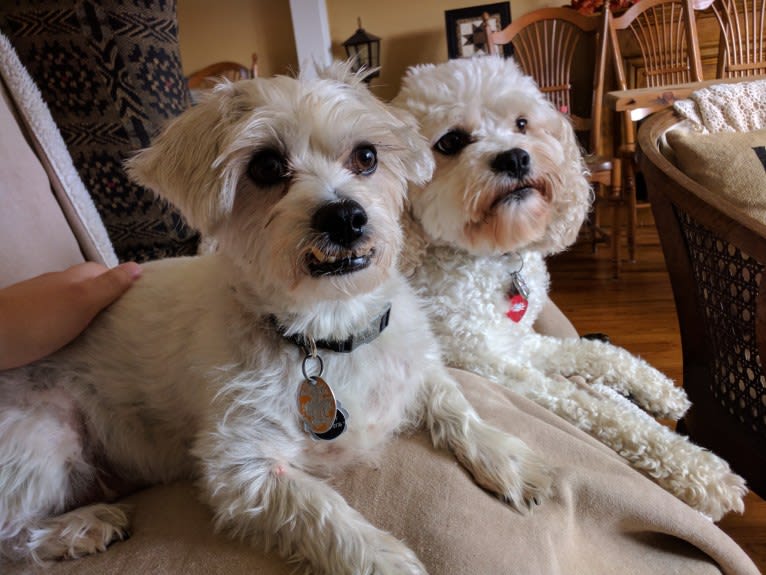 Molly, a Cavachon tested with EmbarkVet.com