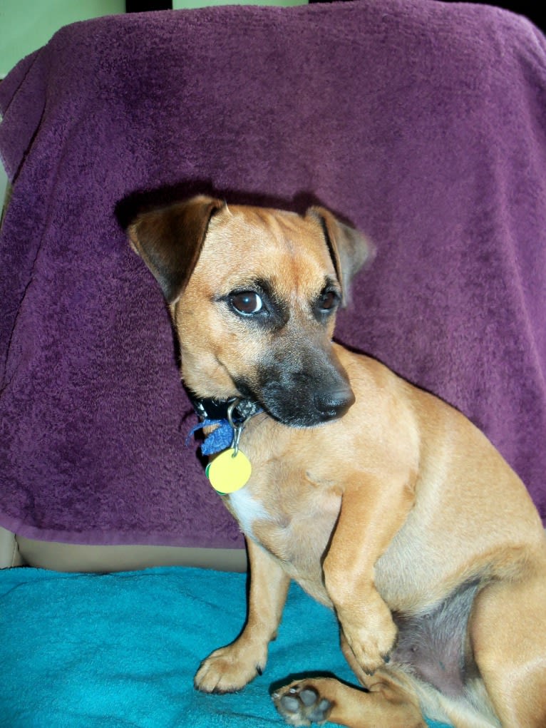 Pipi, a Russell-type Terrier and Chihuahua mix tested with EmbarkVet.com