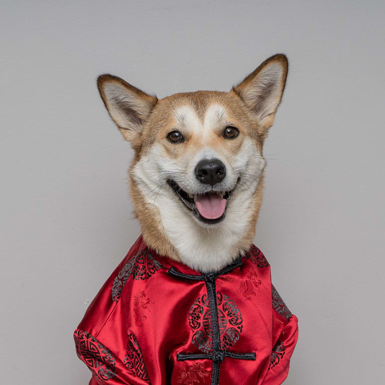 Oscar, a Japanese or Korean Village Dog tested with EmbarkVet.com