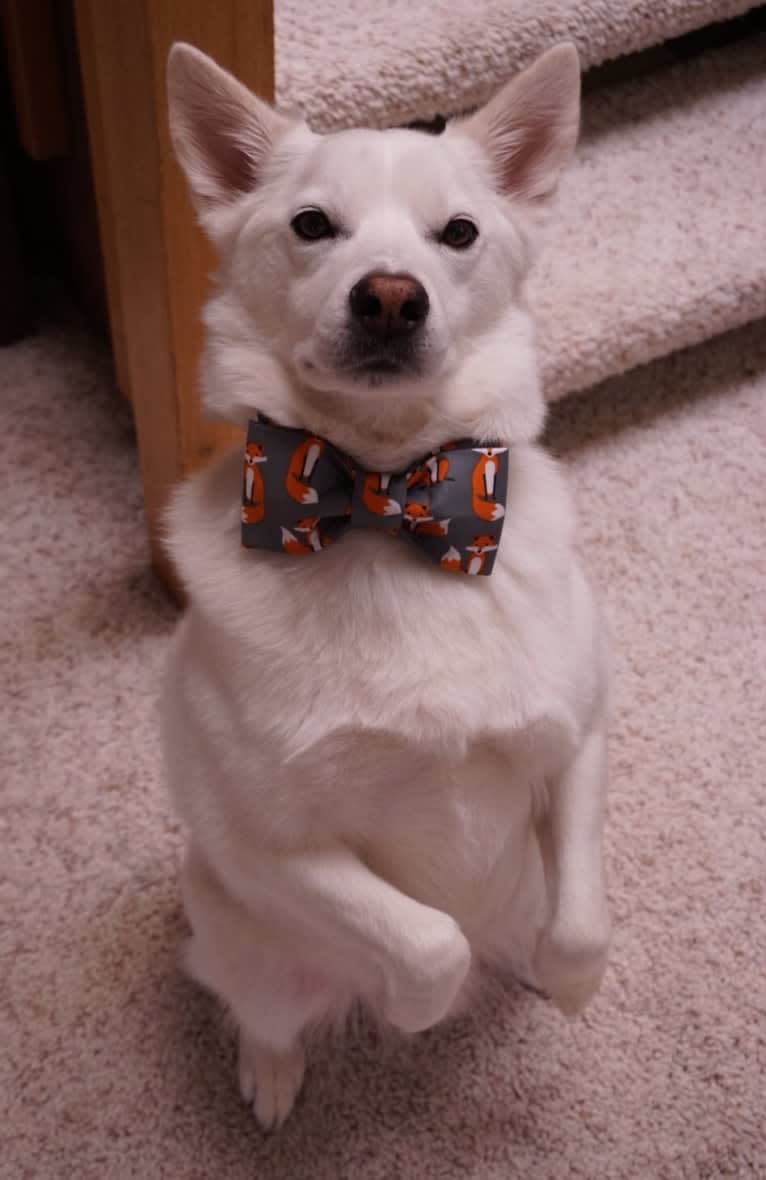 Shadow, an American Eskimo Dog and Australian Cattle Dog mix tested with EmbarkVet.com