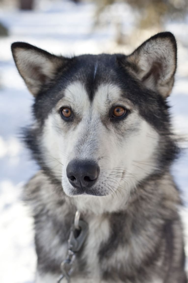 LUCOR, an Alaskan-type Husky tested with EmbarkVet.com