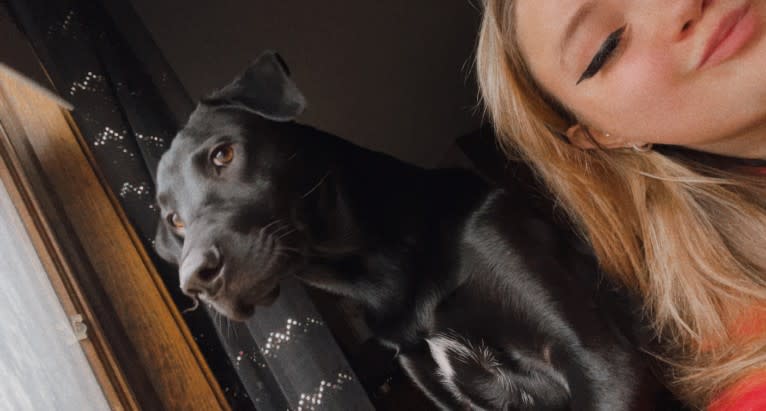 Harley, a Labrador Retriever and German Shepherd Dog mix tested with EmbarkVet.com