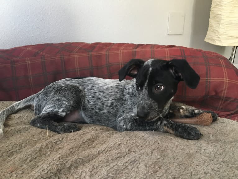 Sophie, an Australian Cattle Dog and Dachshund mix tested with EmbarkVet.com