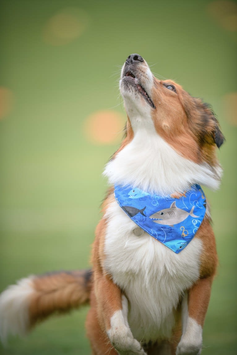 Mac, an English Shepherd tested with EmbarkVet.com