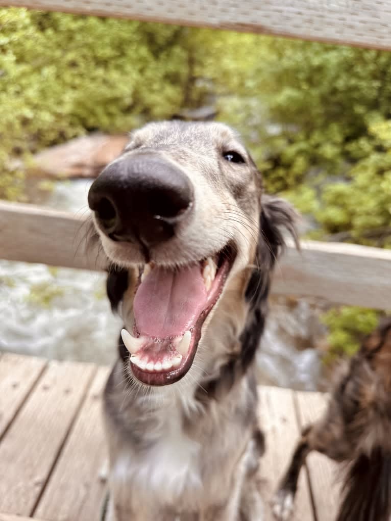 Pocus, a Silken Windhound tested with EmbarkVet.com