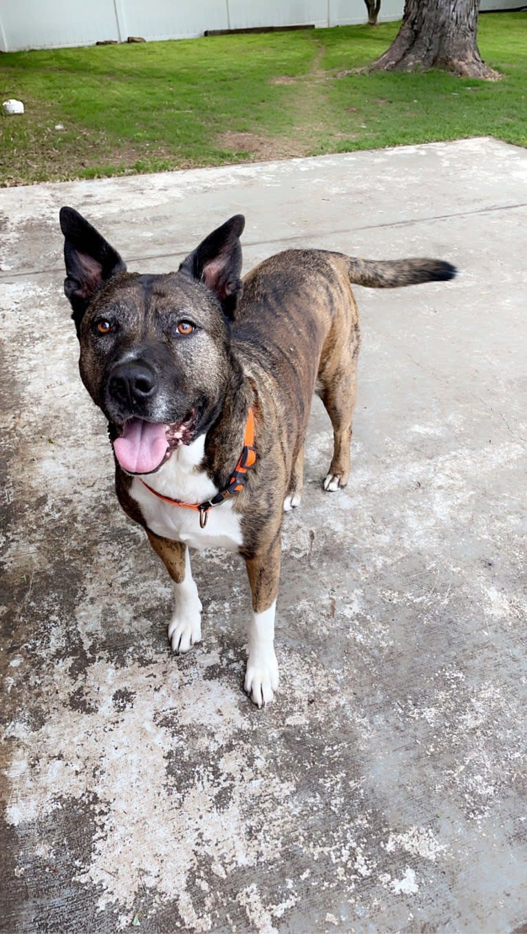 Gus, an American Pit Bull Terrier and Akita mix tested with EmbarkVet.com