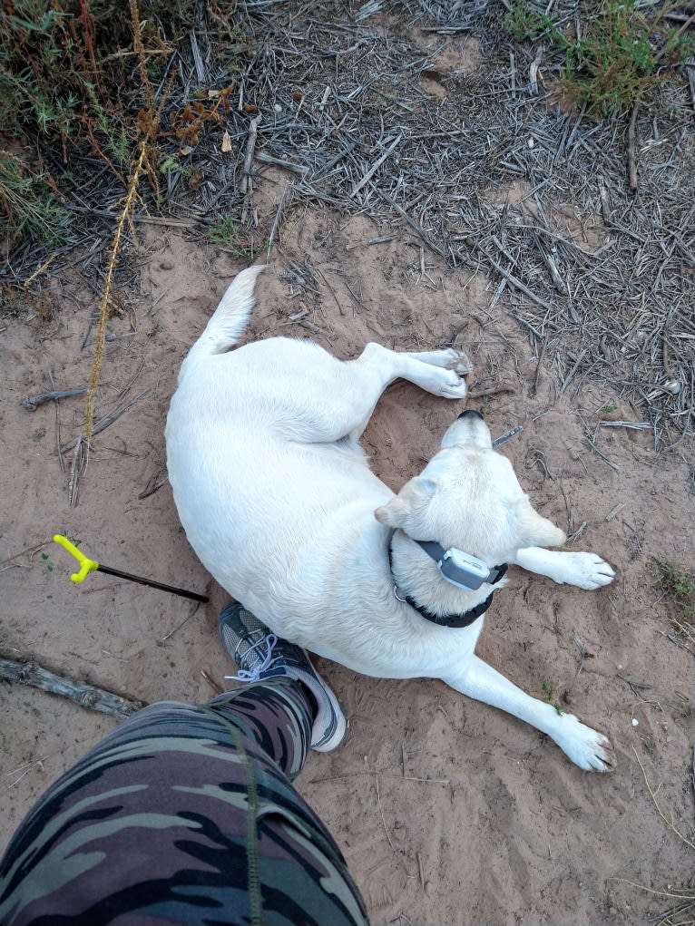 Missy, a Labrador Retriever tested with EmbarkVet.com