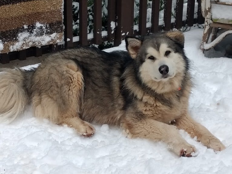 Apollo, an Alaskan Malamute and German Shepherd Dog mix tested with EmbarkVet.com