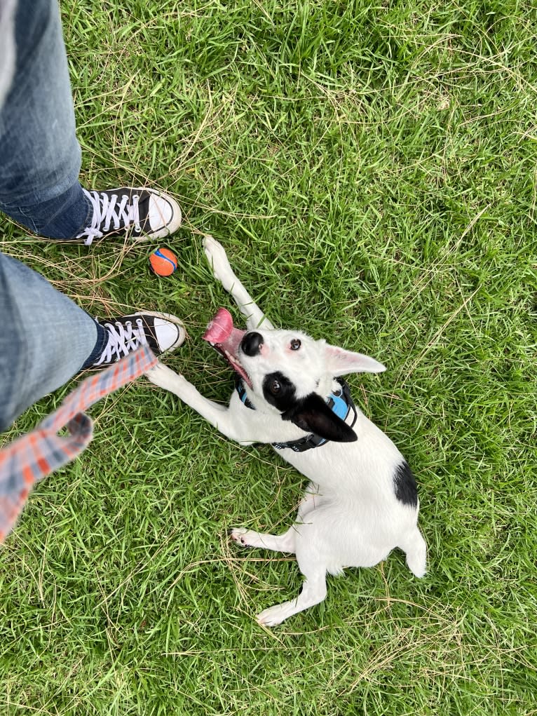 Luke Skywalker, an Australian Cattle Dog and Rat Terrier mix tested with EmbarkVet.com