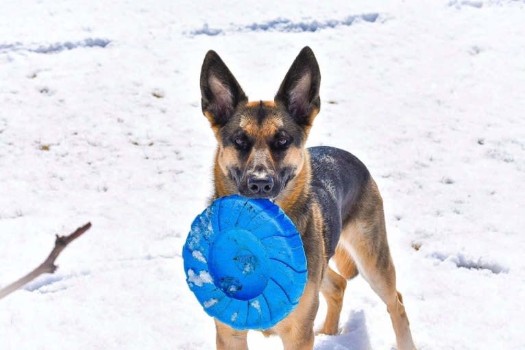 Ava Lynch, a German Shepherd Dog tested with EmbarkVet.com