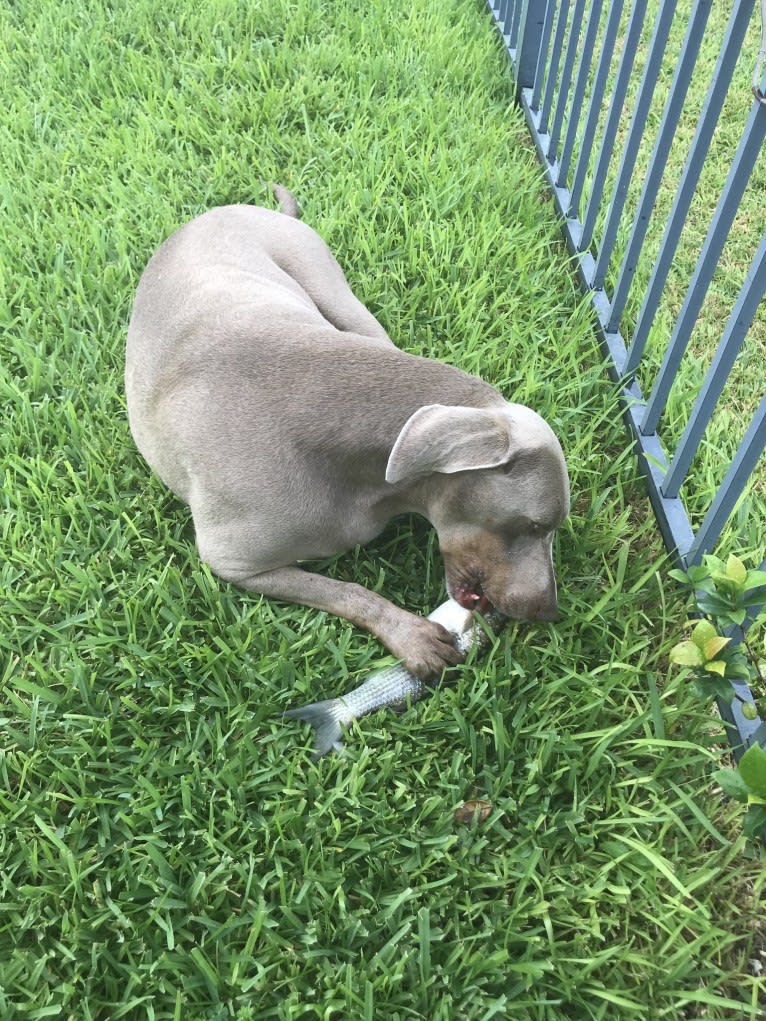 Major, a Catahoula Leopard Dog and Labrador Retriever mix tested with EmbarkVet.com