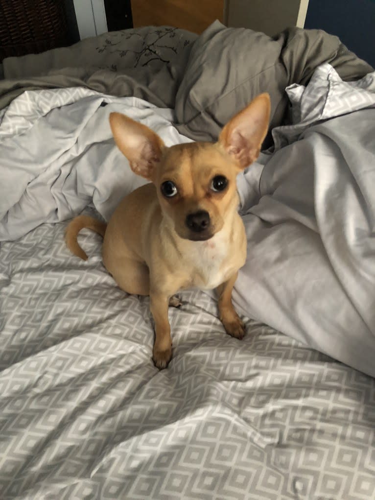 Tia, a Chihuahua and Pomeranian mix tested with EmbarkVet.com