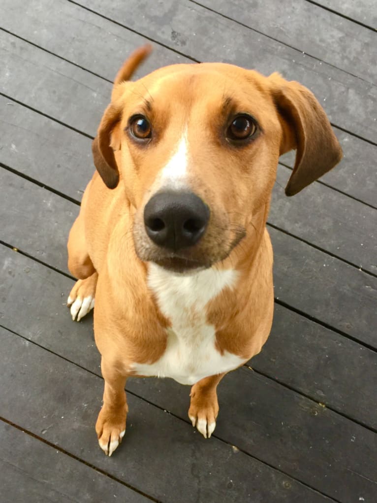 Cara, a Staffordshire Terrier and Foxhound mix tested with EmbarkVet.com