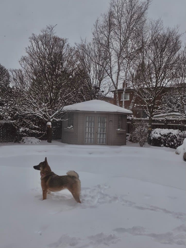 Percy, a Norwegian Elkhound and Australian Cattle Dog mix tested with EmbarkVet.com