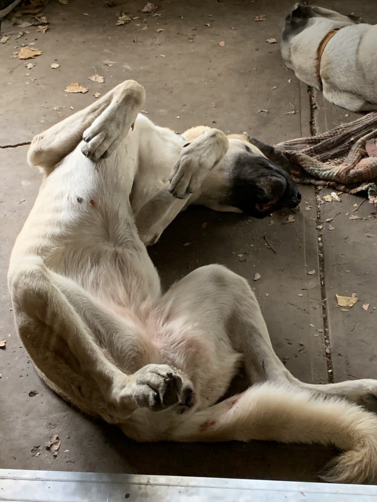 Wolf House Maysa, an Anatolian Shepherd Dog tested with EmbarkVet.com