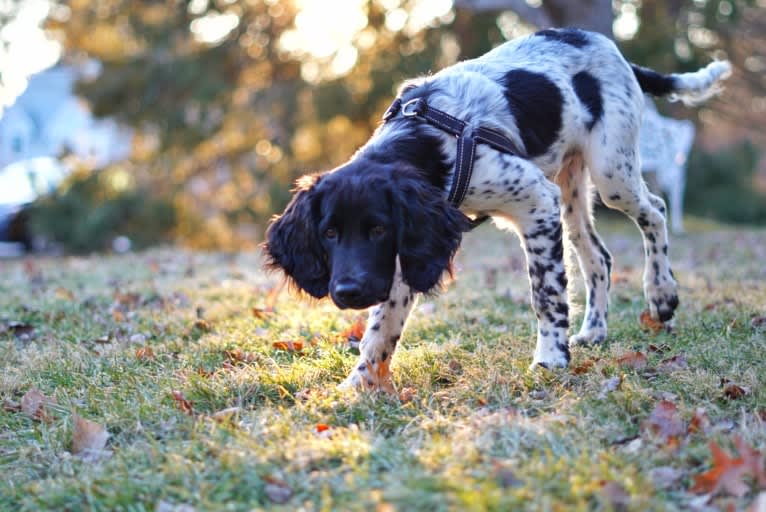 Otto, a Munsterlander (Large) tested with EmbarkVet.com