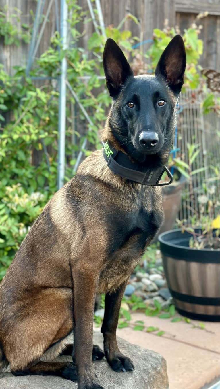 Bandit, a Belgian Shepherd tested with EmbarkVet.com