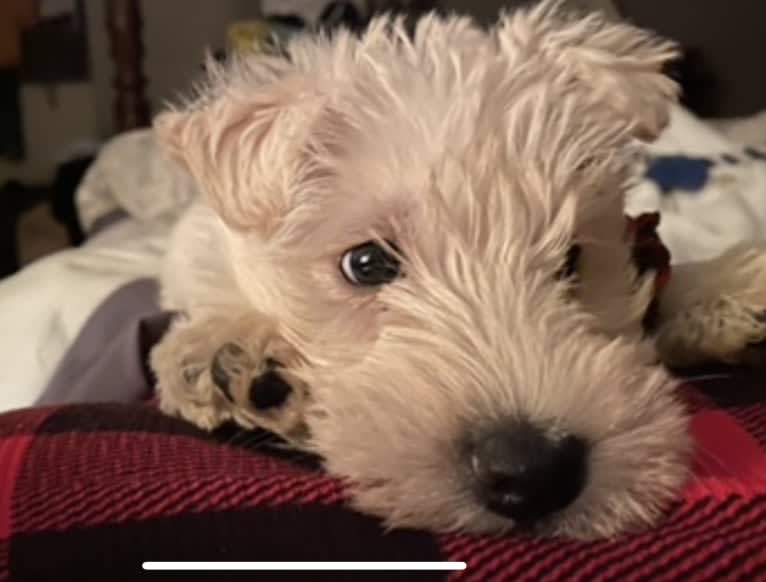 Scottie Skye Smiling at Me, a Scottish Terrier tested with EmbarkVet.com