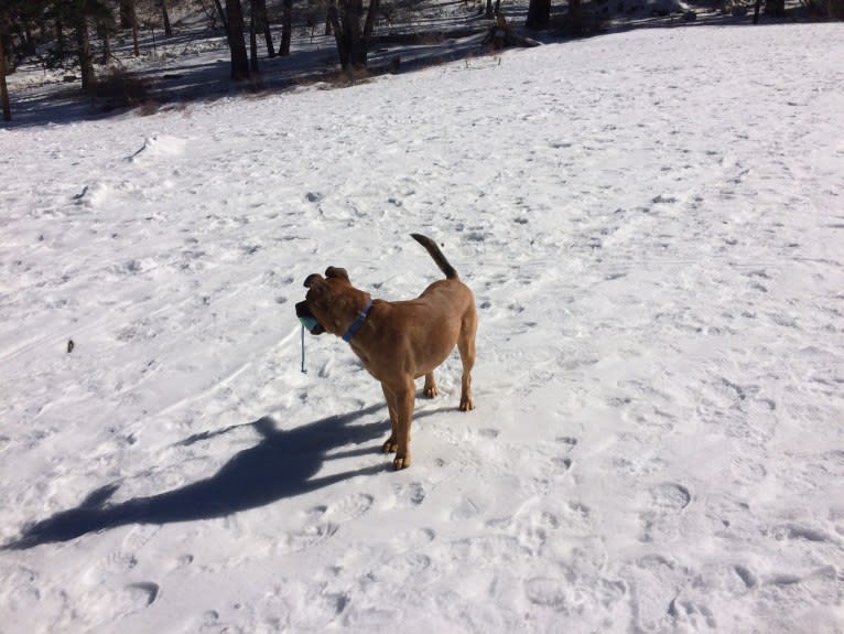 Jax, an American Pit Bull Terrier and Chow Chow mix tested with EmbarkVet.com