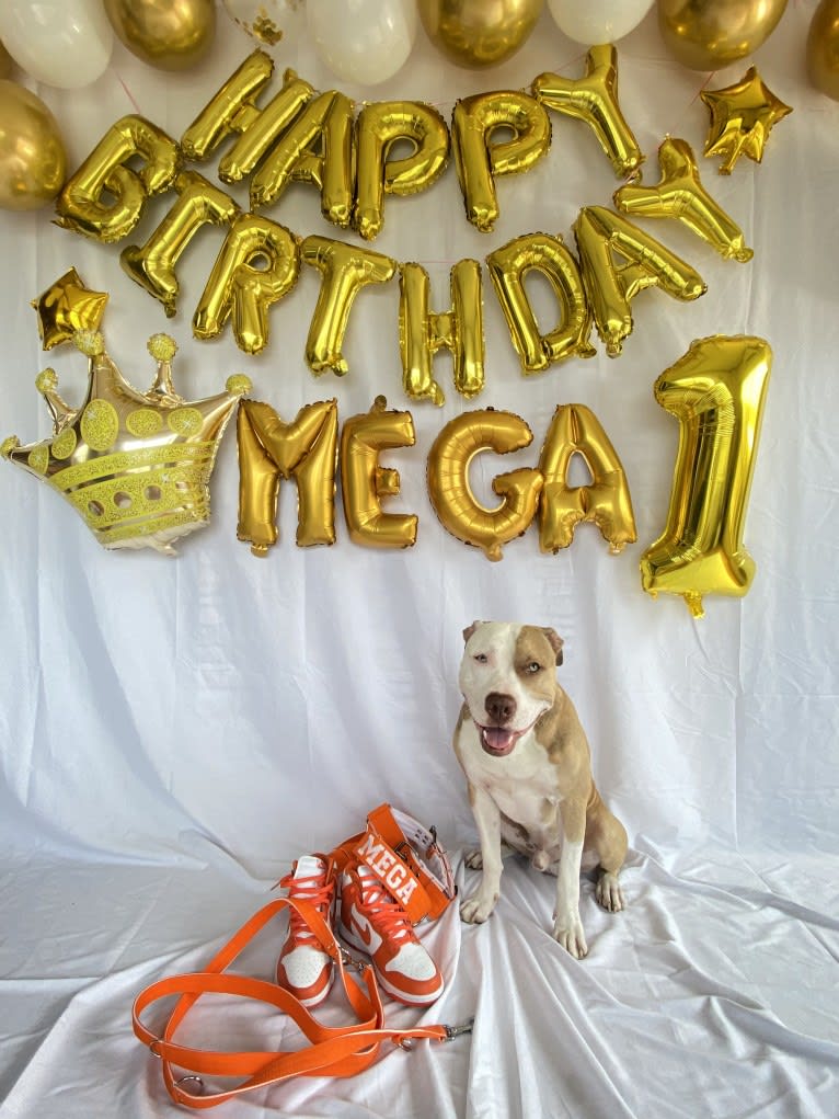 MEGA II, an American Pit Bull Terrier tested with EmbarkVet.com