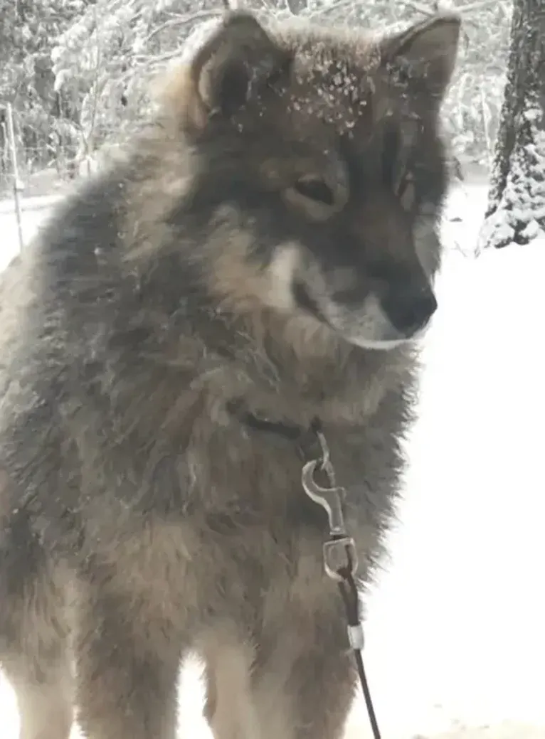 Wolf, a Siberian Husky tested with EmbarkVet.com