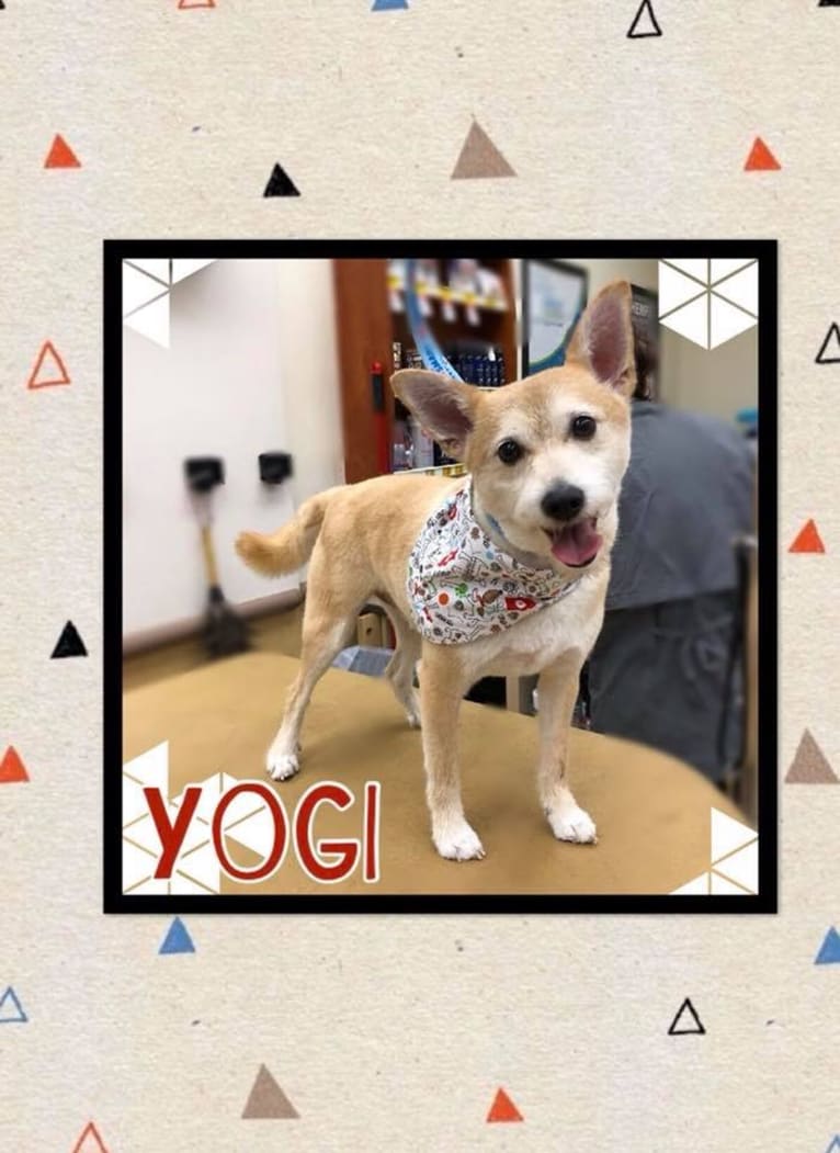 YOGI, a Pomeranian and Rat Terrier mix tested with EmbarkVet.com