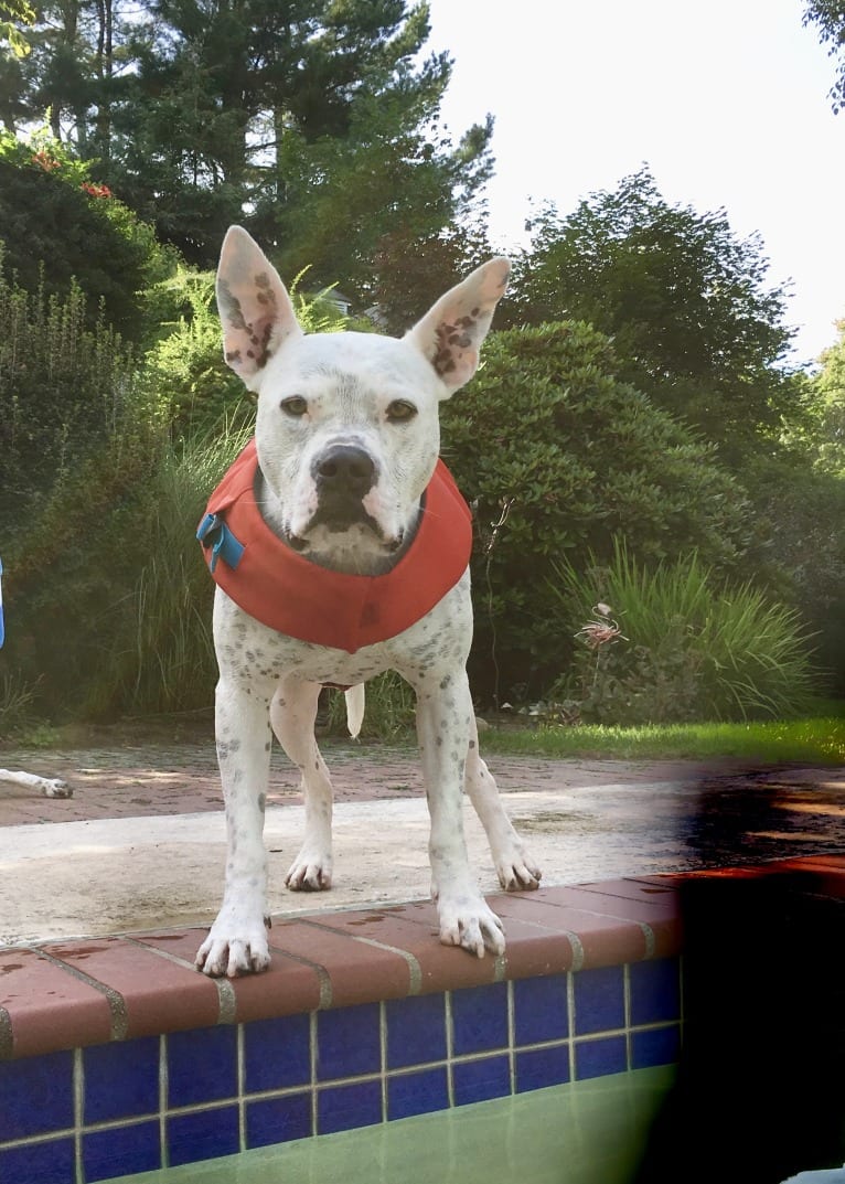 Millenium (Big M), a Staffordshire Terrier tested with EmbarkVet.com