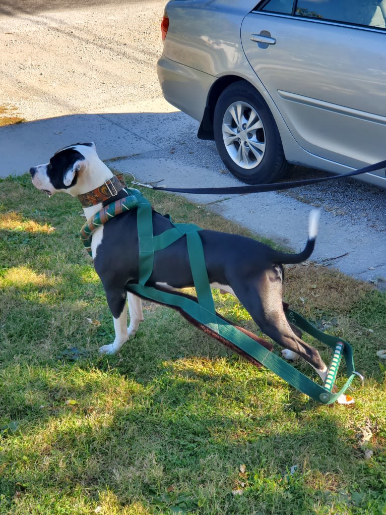 GANT'S OG RUDEBOY "ROCKY", an American Pit Bull Terrier and American Staffordshire Terrier mix tested with EmbarkVet.com