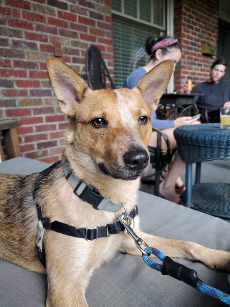 Melvin, an Australian Cattle Dog tested with EmbarkVet.com