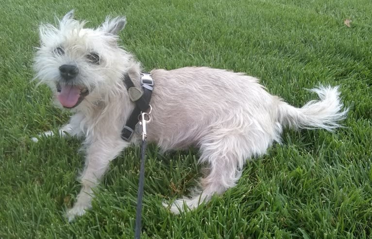 Jack Heisenberg, a Maltese and Chihuahua mix tested with EmbarkVet.com