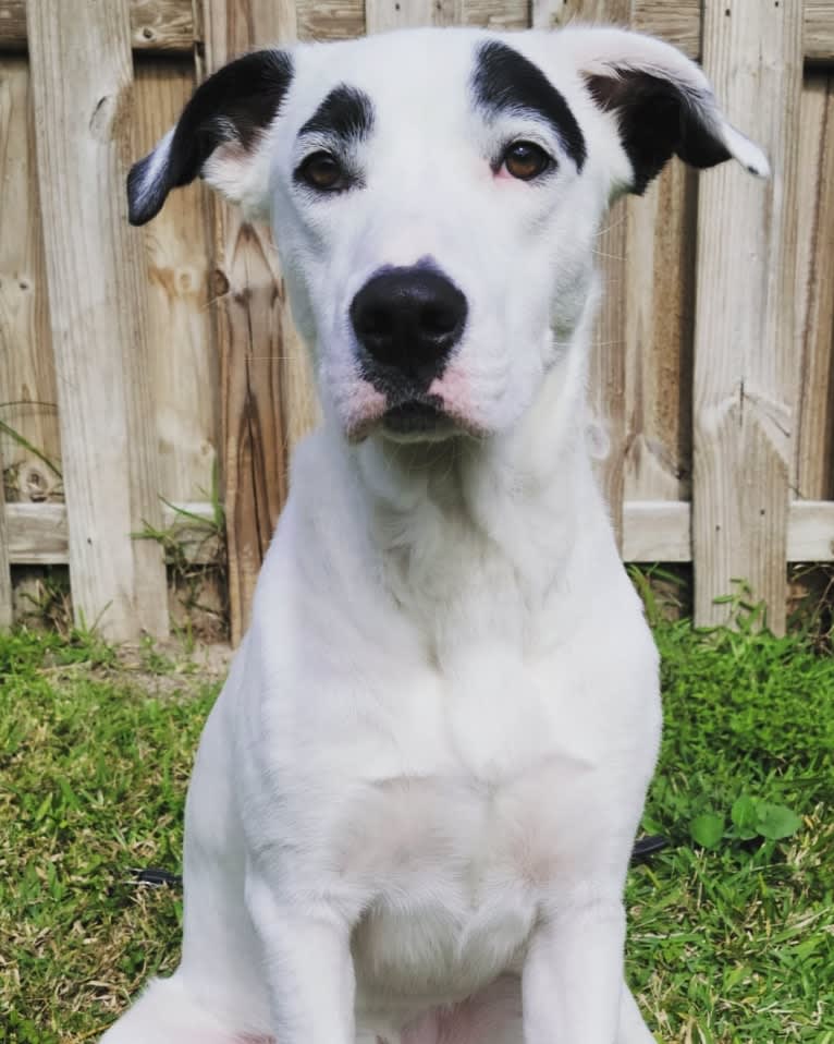 Buster, an American Bully and American Pit Bull Terrier mix tested with EmbarkVet.com