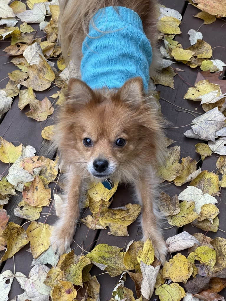 Biggie Smalls, a Pomeranian and Chihuahua mix tested with EmbarkVet.com