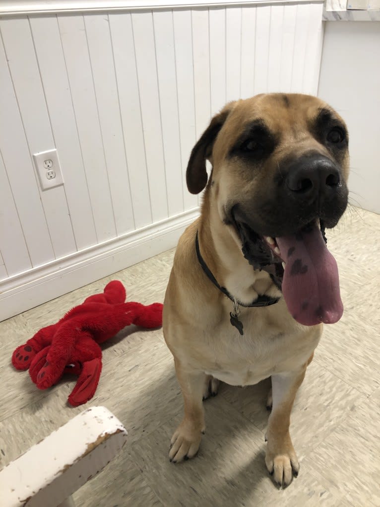 Baloo, a Cane Corso and Labrador Retriever mix tested with EmbarkVet.com