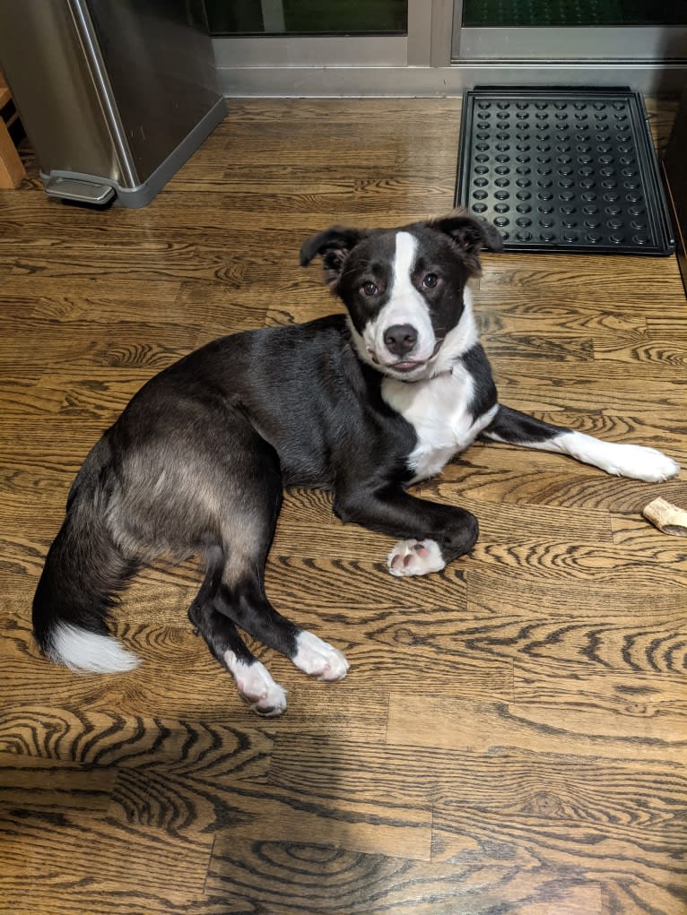 Oreo, an American Pit Bull Terrier and Mountain Cur mix tested with EmbarkVet.com